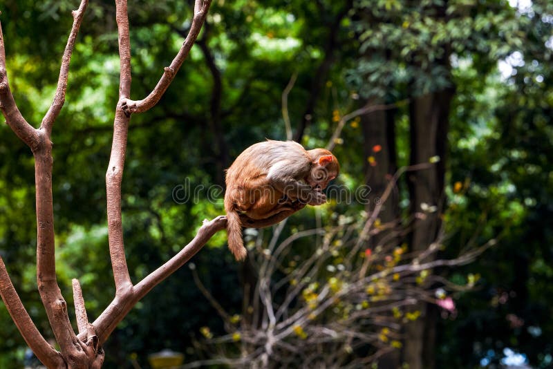 46,202 Fotos de Stock de Macaco De Balanço - Fotos de Stock Gratuitas e Sem  Fidelização a partir da Dreamstime - Página 12