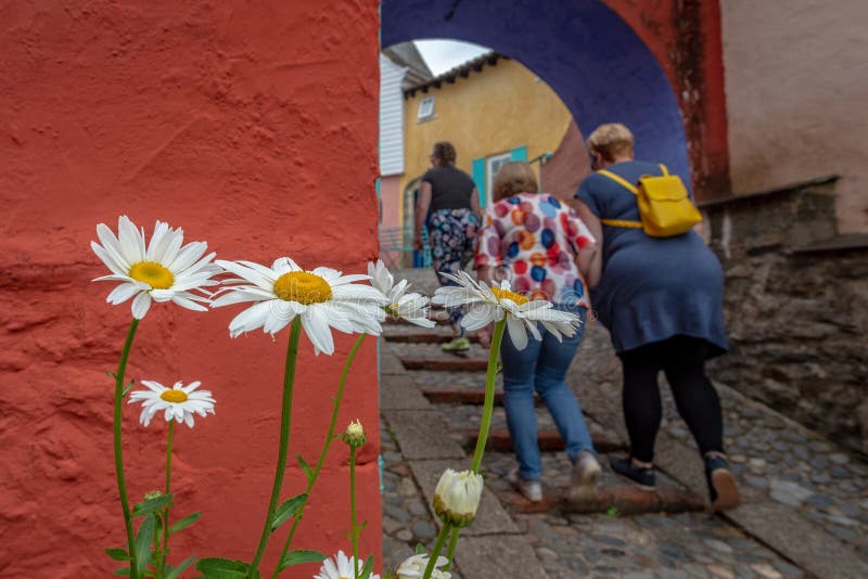 Um grupo de 3 mulheres vistas de trás com as margaridas brancas e amarelas, Portmeirion, Gales norte imagem de stock Um grupo de 3 mulheres vistas de trás com as margaridas brancas e amarelas, Portmeirion, Gales norte imagem de stock