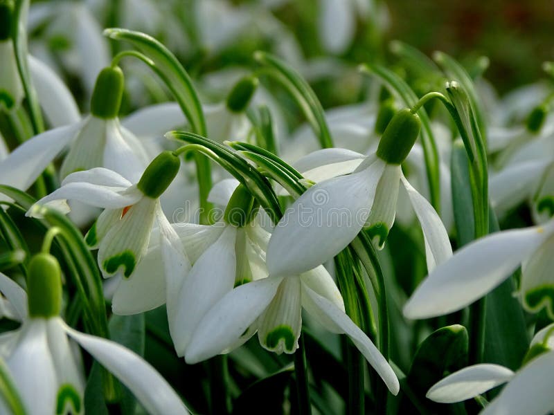 Um grupo de snowdrops na primavera fotos de stock royalty free Um grupo de snowdrops na primavera fotos de stock royalty free