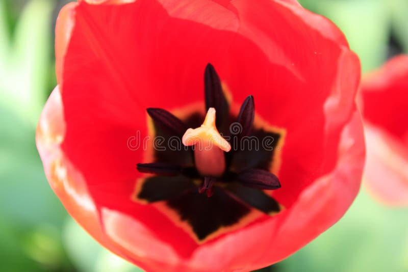Um grupo de tulipas vermelhas no parque Manh? no orvalho, paisagem da mola close-up, borr?o fotografia de stock royalty free Um grupo de tulipas vermelhas no parque Manh? no orvalho, paisagem da mola close-up, borr?o fotografia de stock royalty free