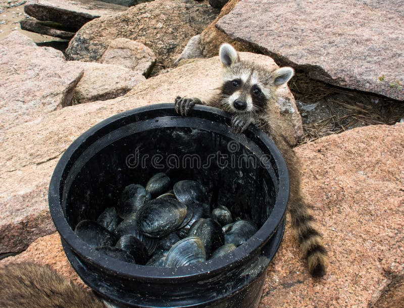 Um guaxinim com fome do bebê que olha em uma grande cubeta dos moluscos imagens de stock Um guaxinim com fome do bebê que olha em uma grande cubeta dos moluscos imagens de stock