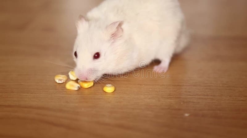 Um hamster branco come milho. o roedor está fazendo suprimentos alimentares.