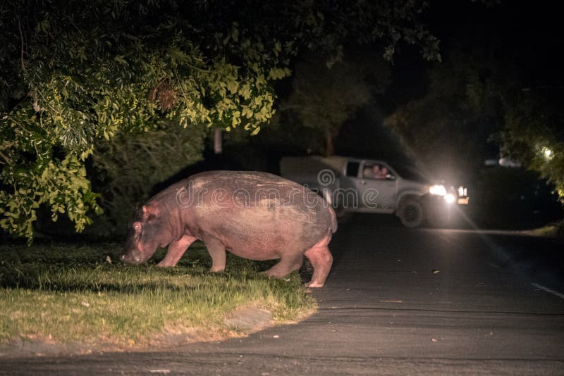 Um hipopótamo que cruza a rua na cidade de StLucia imagens de stock Um hipopótamo que cruza a rua na cidade de StLucia imagens de stock