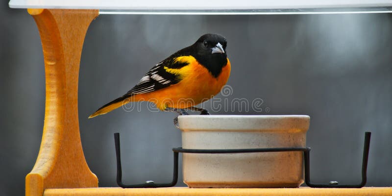 Um homem Baltimore Oriole em produzir a plumagem visita um alimentador do pássaro em Minnesota imagens de stock Um homem Baltimore Oriole em produzir a plumagem visita um alimentador do pássaro em Minnesota imagens de stock