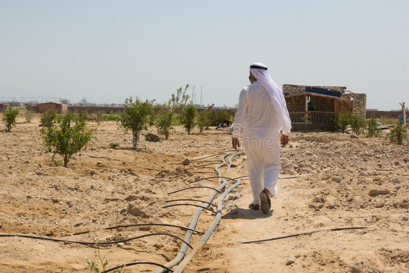 Um homem beduíno em sua exploração agrícola no deserto de sinai, Egito imagem de stock royalty free Um homem beduíno em sua exploração agrícola no deserto de sinai, Egito imagem de stock royalty free