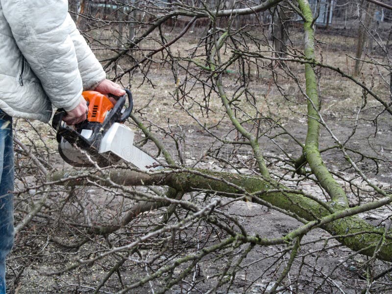 Um homem que vê um ramo caído de uma árvore de fruto com serra de cadeia O conceito da limpeza e rejuvenescimento do jardim no ou fotografia de stock royalty free Um homem que vê um ramo caído de uma árvore de fruto com serra de cadeia O conceito da limpeza e rejuvenescimento do jardim no ou fotografia de stock royalty free