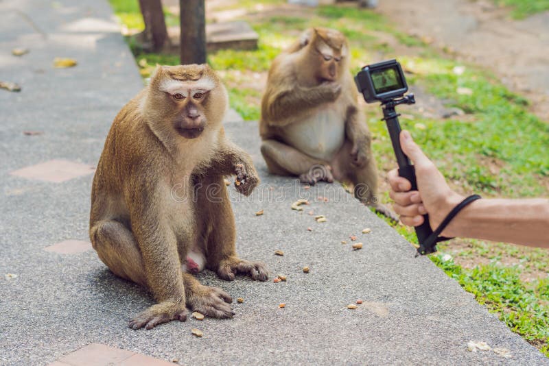 Disputa em torno de selfie de macaco chega ao fim – DW – 12/09/2017