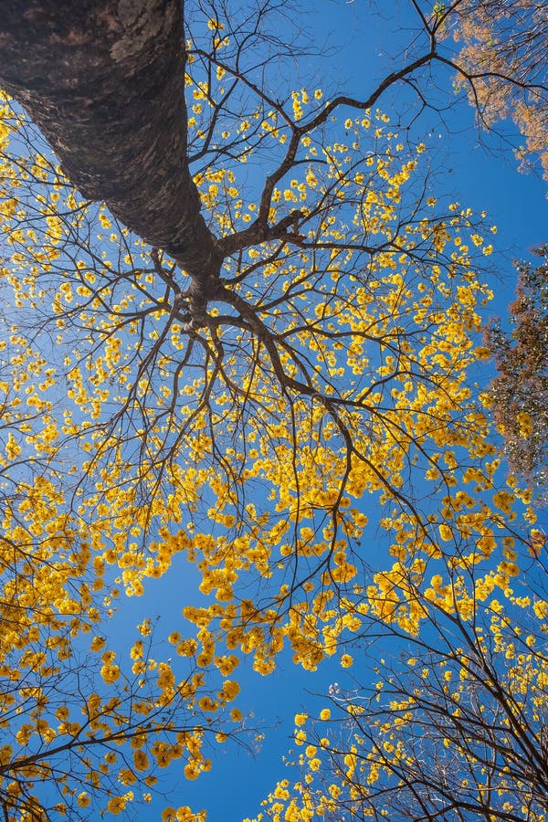 Um Ipe Amarelo Seco. Handroanthus Albus. Foto de Stock - Imagem de grupos,  planta: 213371792