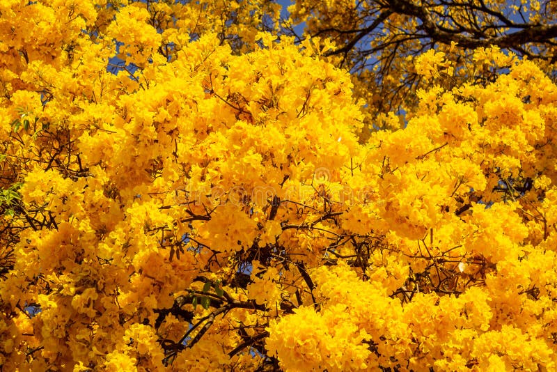 A árvore Com Ipe Amarelo Floresce No Dia Claro Do Céu Foto de Stock -  Imagem de ambiente, filiais: 127928964