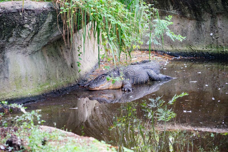 Um jacaré do sono imagens de stock royalty free
