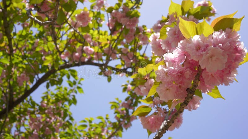 Um jardim japonês em cerejeiras cor-de-rosa tokyo explodiu em floração extravagante.