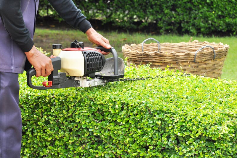 Um jardineiro que apara o arbusto verde com máquina do ajustador