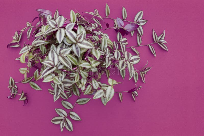 Um judeu de vagueamento, zebrina do Tradescantia, houseplant em um fundo roxo foto de stock Um judeu de vagueamento, zebrina do Tradescantia, houseplant em um fundo roxo foto de stock