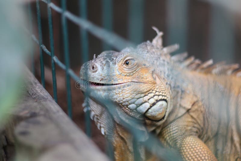 Um lagarto com um sorriso imagem de stock Um lagarto com um sorriso imagem de stock