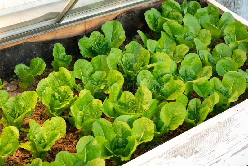 A homemade cold frame filled with lettuce. A homemade cold frame filled with lettuce