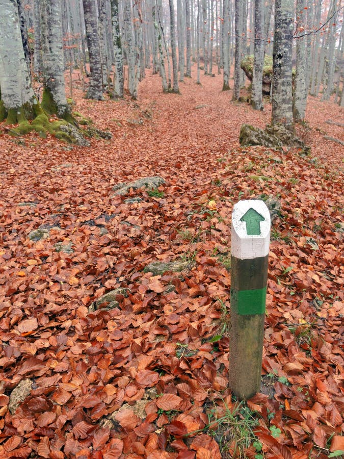Um letreiro de madeira do sentido da maneira na floresta imagem de stock Um letreiro de madeira do sentido da maneira na floresta imagem de stock