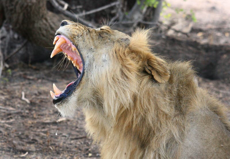 Um leão isolado que boceja com os grandes dentes caninos