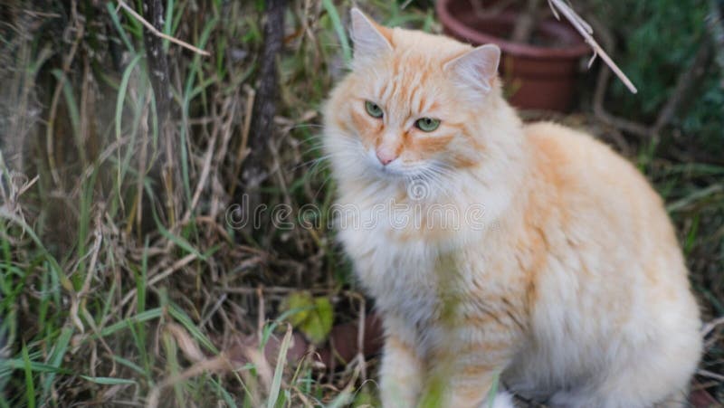 Gato pixel sentado no chão com um olho verde generativo ai