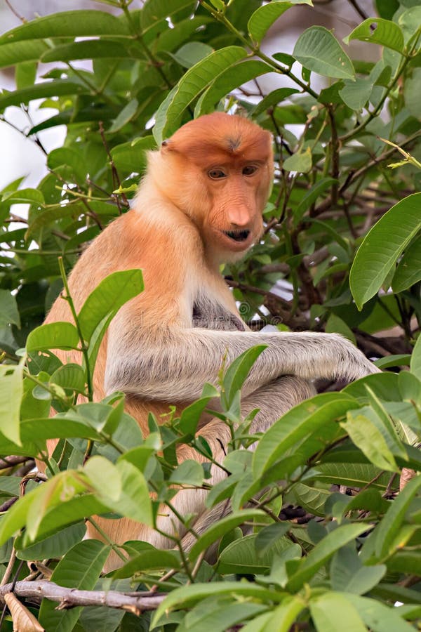 Um macaco de probóscide da mãe fotografia de stock royalty free Um macaco de probóscide da mãe fotografia de stock royalty free