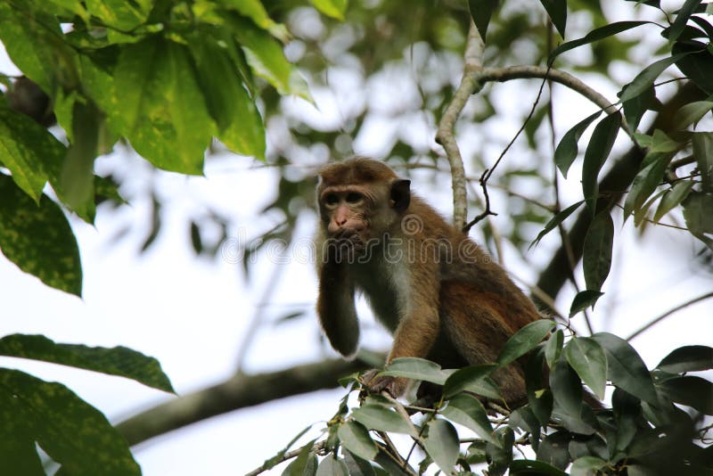 Desenho de Macaco pendurado em um galho pintado e colorido por