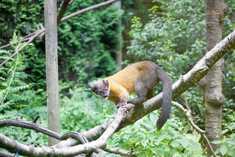 um macaco branco sonhando acordado com um fundo desfocado 4702794 Foto de  stock no Vecteezy