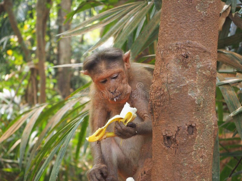 Macaco bonito comendo frutas de banana na ilustração de natureza