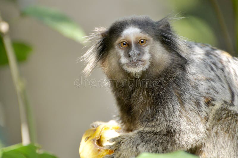 245 Fotos de Stock de Macaco Sagui - Fotos de Stock Gratuitas e Sem  Fidelização a partir da Dreamstime