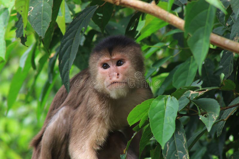 Mamíferos: Macaco-prego-de-peito-branco (Cebus albifrons)