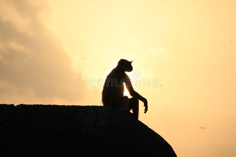Um macaco que aprecia a boa vida no por do sol imagens de stock Um macaco que aprecia a boa vida no por do sol imagens de stock