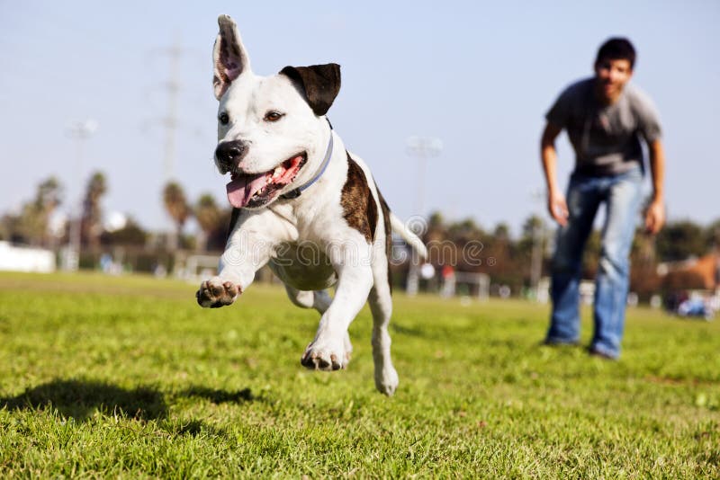 Download Meados De-Ar Que Funciona O Cão De Pitbull Imagem de Stock - Imagem de horizontal, excitado: 29830141