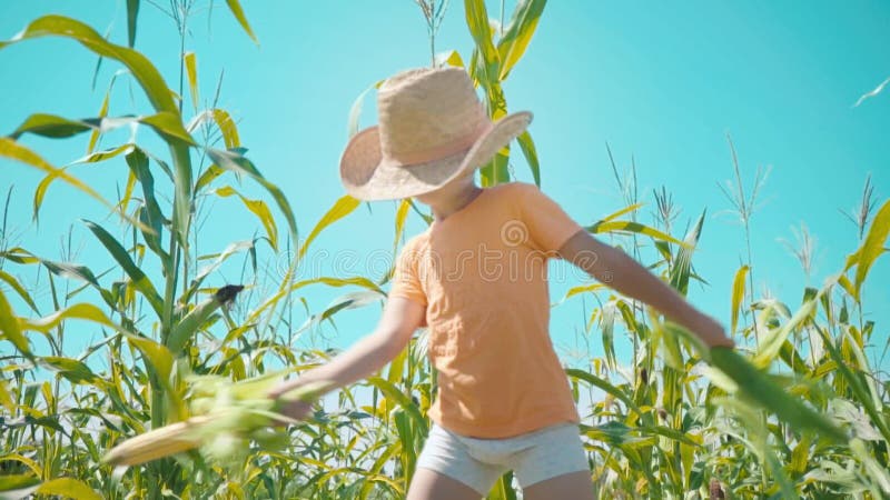 Um menino em um chapéu de palha está jogando em um campo de milho, a criança está guardando espigas de milho e apresenta-se como