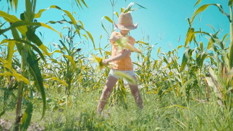 Um menino em um chapéu de palha está jogando em um campo de milho, a criança está guardando espigas de milho e apresenta-se como