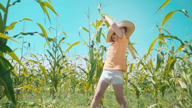 Um menino em um chapéu de palha está jogando em um campo de milho, a criança está guardando espigas de milho e apresenta-se como