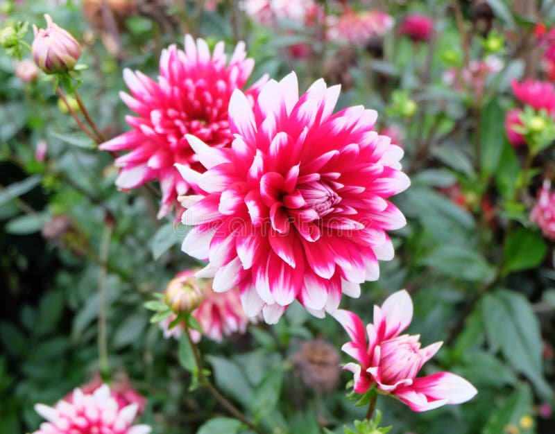 Um Muito Brilhante, Um Cor-de-rosa/magenta E O Branco Coloriram a Flor De  Dalia Da Dália Em Um Jardim Com Outras Dálias Foto de Stock - Imagem de  oferta, bonito: 92671946
