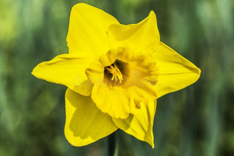 Um narciso amarelo amarelo vívido muito bonito na natureza fotos de stock Um narciso amarelo amarelo vívido muito bonito na natureza fotos de stock