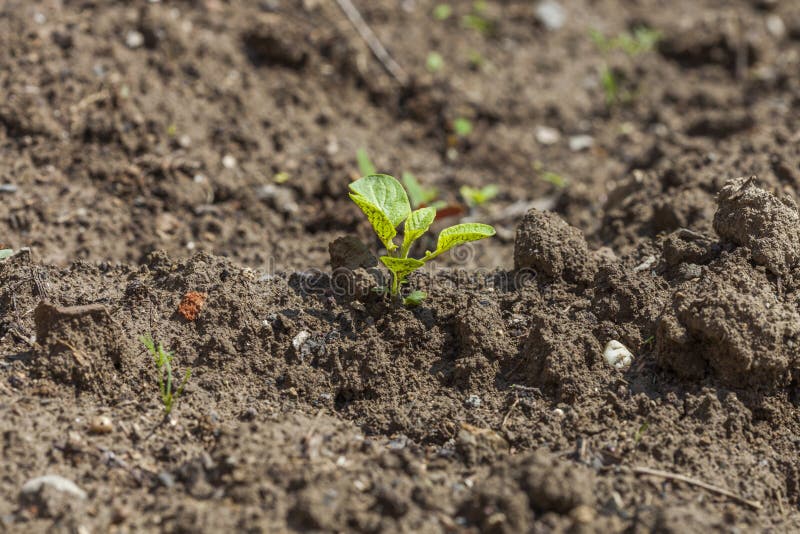 Uma nova vida fotos de stock