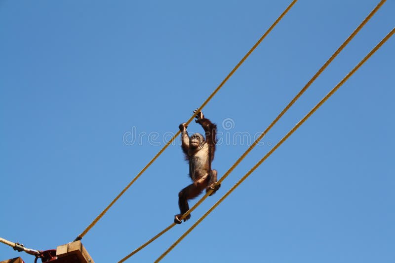 Orangutan that is climbing the thick robes put over the walking area of a zoo. Orangutan that is climbing the thick robes put over the walking area of a zoo