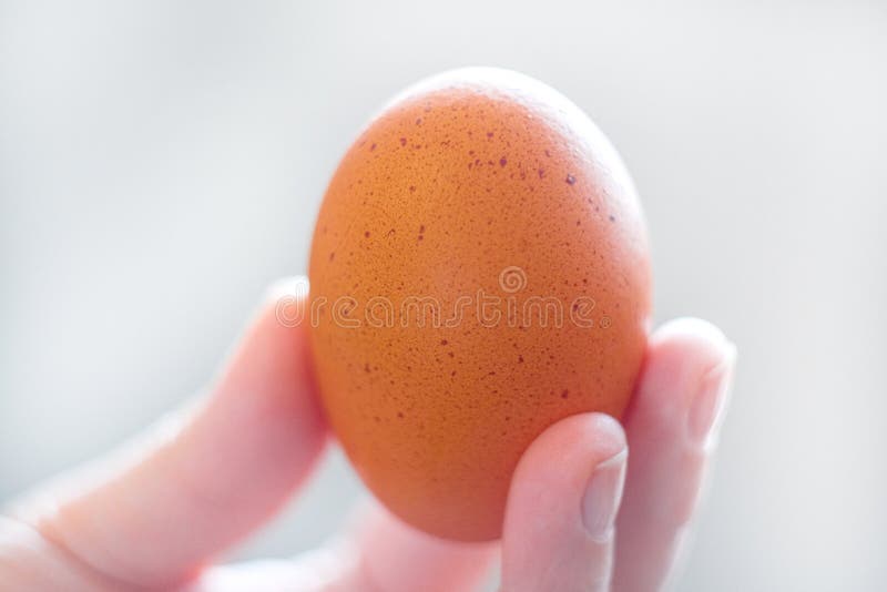 Um ovo da galinha na mão de uma mulher Omeleta do ovo da galinha para o fim do café da manhã acima Bokeh foto de stock Um ovo da galinha na mão de uma mulher Omeleta do ovo da galinha para o fim do café da manhã acima Bokeh foto de stock