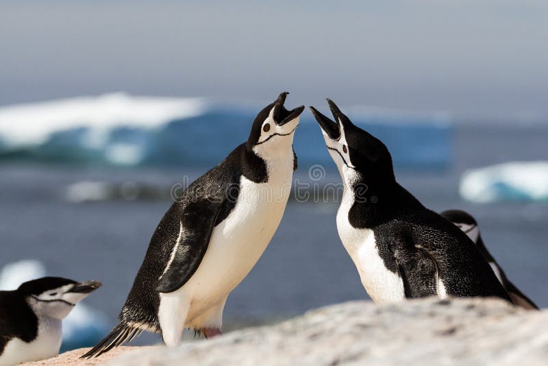 Um par de antarcticus do Pygoscelis dos pinguins do chinstrap que cumprimenta-se com uma exposição de acoplamento, a Antártica fotografia de stock Um par de antarcticus do Pygoscelis dos pinguins do chinstrap que cumprimenta-se com uma exposição de acoplamento, a Antártica fotografia de stock