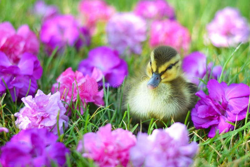Um patinho do pato selvagem entre flores foto de stock Um patinho do pato selvagem entre flores foto de stock