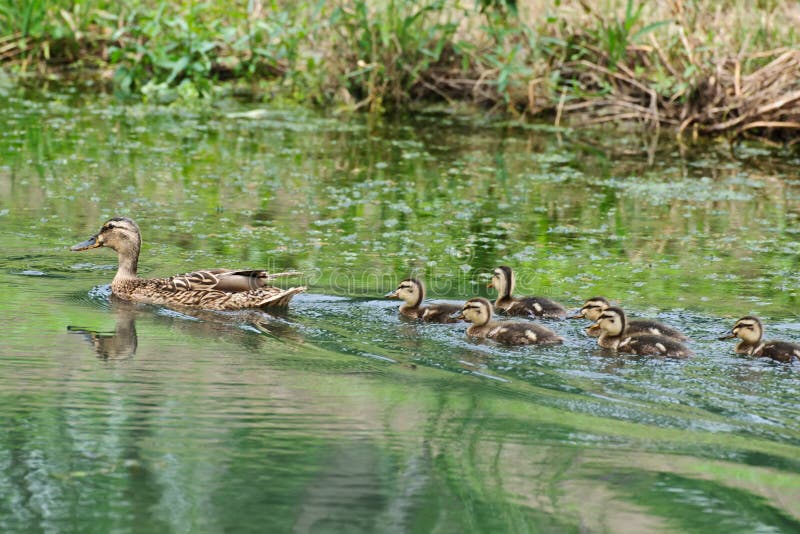 Um Pato F?mea E Diversos Patos Do Beb Foto de Stock Imagem de animal
