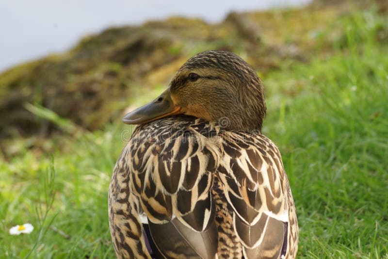 Um pato somente com o sol imagem de stock royalty free Um pato somente com o sol imagem de stock royalty free
