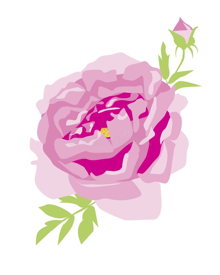 Quadro De Peões Sobre Fundo Branco. Flor Rosa De Pedônia Com Folhas.  Ilustração Stock - Ilustração de peônias, desenho: 240391312