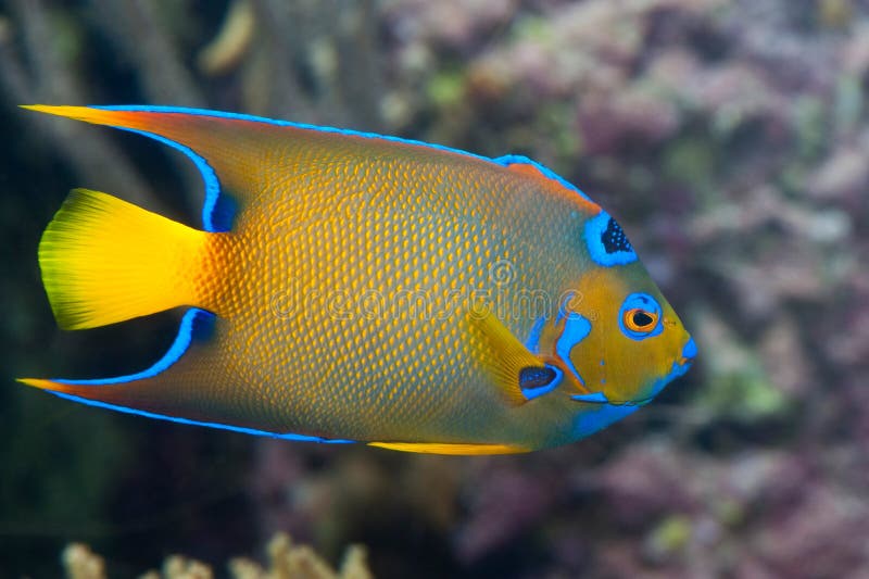 Um peixe colorido do imperador