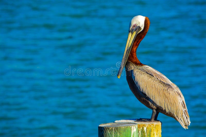 Um Pelecanus Occidentalis do pelicano de Brown que descansa em Johns passa sobre o Golfo do México, Florida imagem de stock royalty free Um Pelecanus Occidentalis do pelicano de Brown que descansa em Johns passa sobre o Golfo do México, Florida imagem de stock royalty free