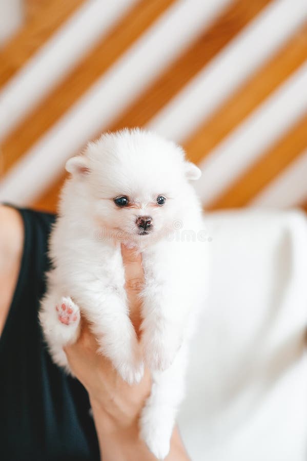 O retrato de homens asiáticos guarda o cão pomeranian com amor e