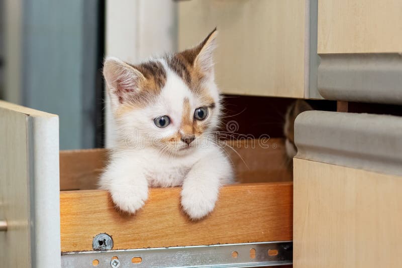 Gatinhos Bonitos Cozinhando Na Cozinha. Localizar E Contar Todos