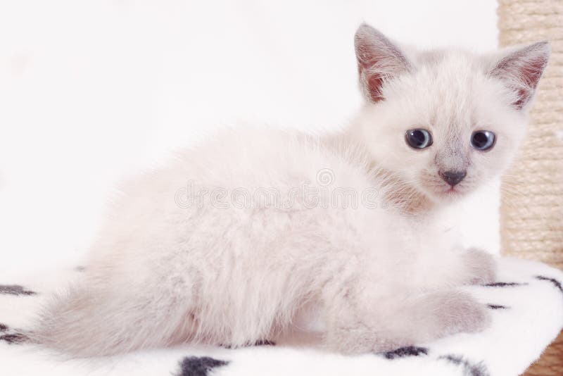 Dois Gatos Sentam No Complexo De Jogos Domésticos Foto de Stock - Imagem de  amarelo, branco: 198776542