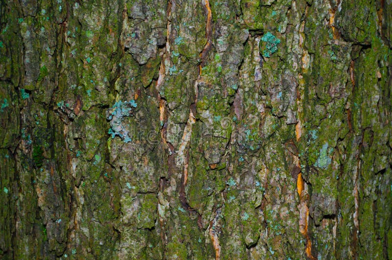 A little of lichen on a mossy bark of a tree texture. Close-up macro shot. A little of lichen on a mossy bark of a tree texture. Close-up macro shot.