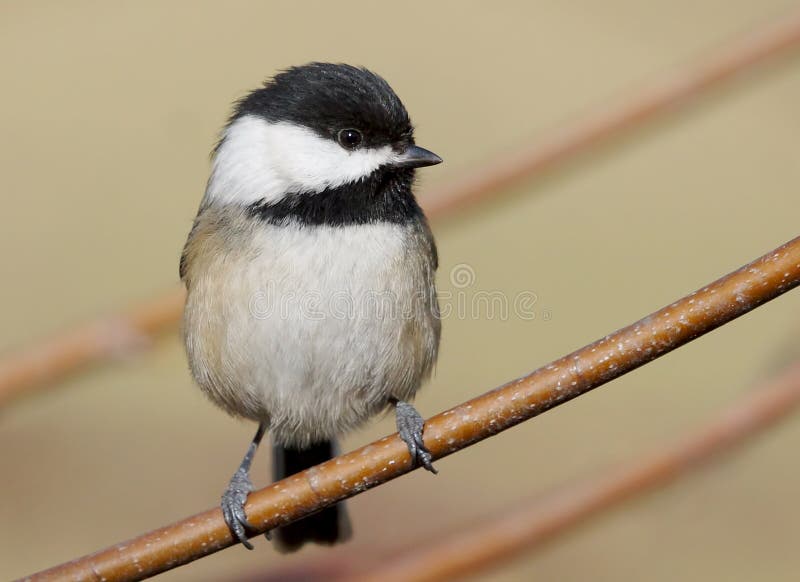 Um pássaro muito minúsculo chamou um Chickadee Preto-tampado imagem de stock royalty free Um pássaro muito minúsculo chamou um Chickadee Preto-tampado imagem de stock royalty free
